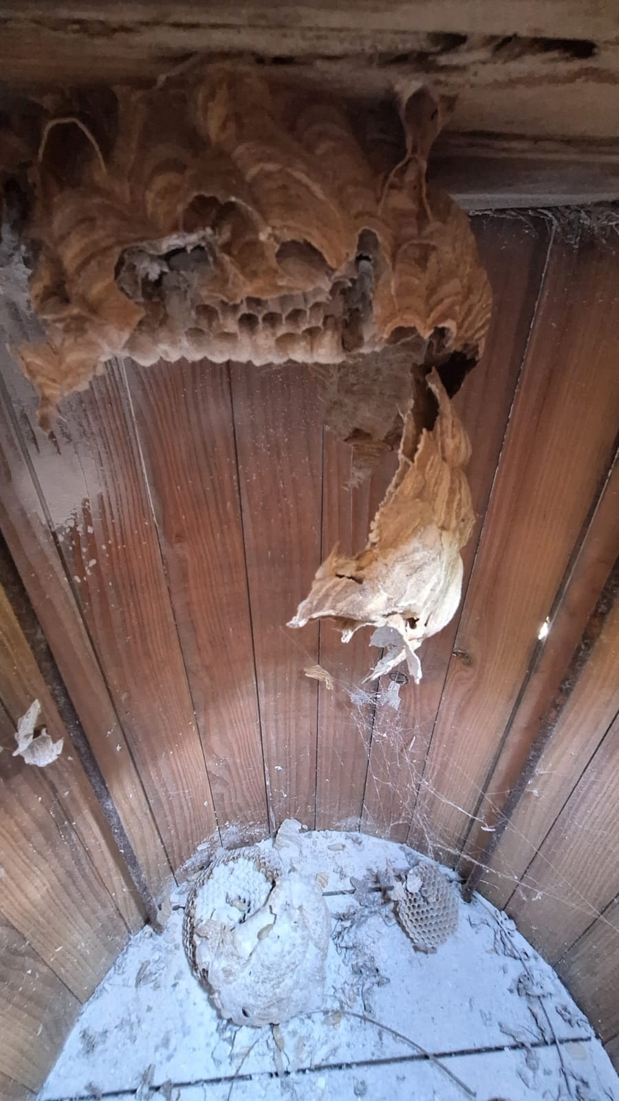 Nest Aziatische hoornaar verwijderd in Bornem