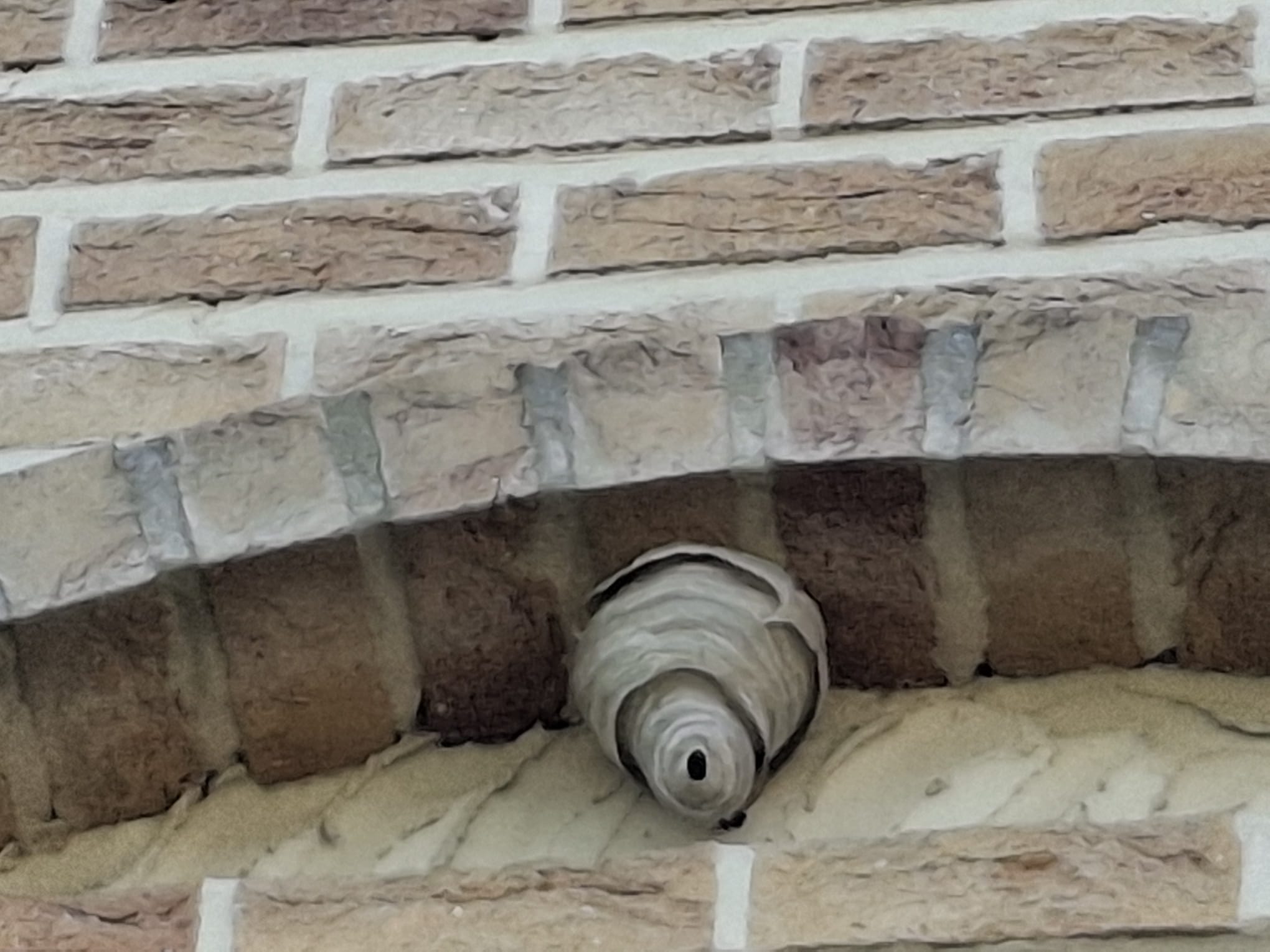 Nest middelste wesp verplaatst in Humbeek