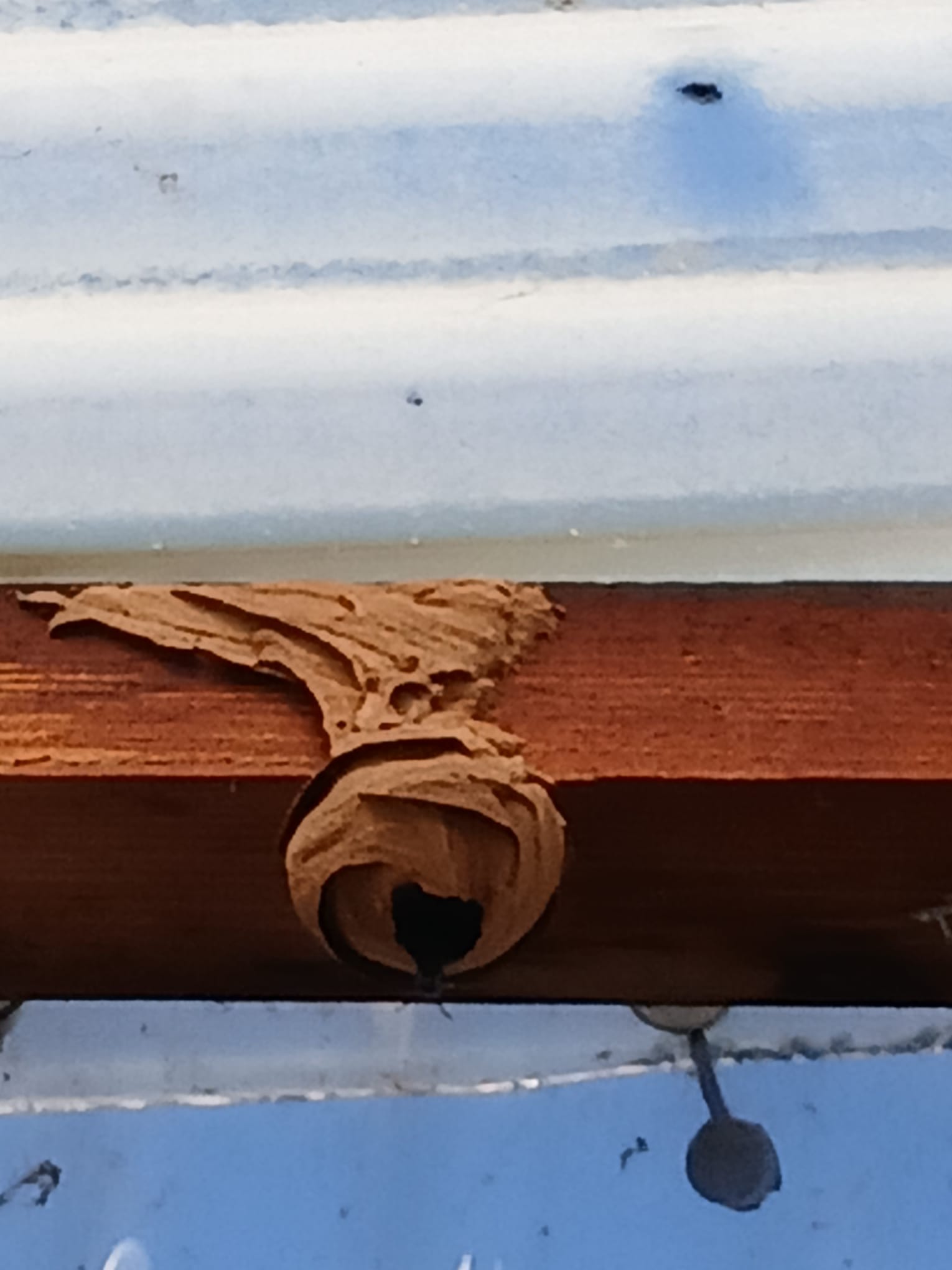 Nest van Aziatische hoornaar verwijderd in Willebroek