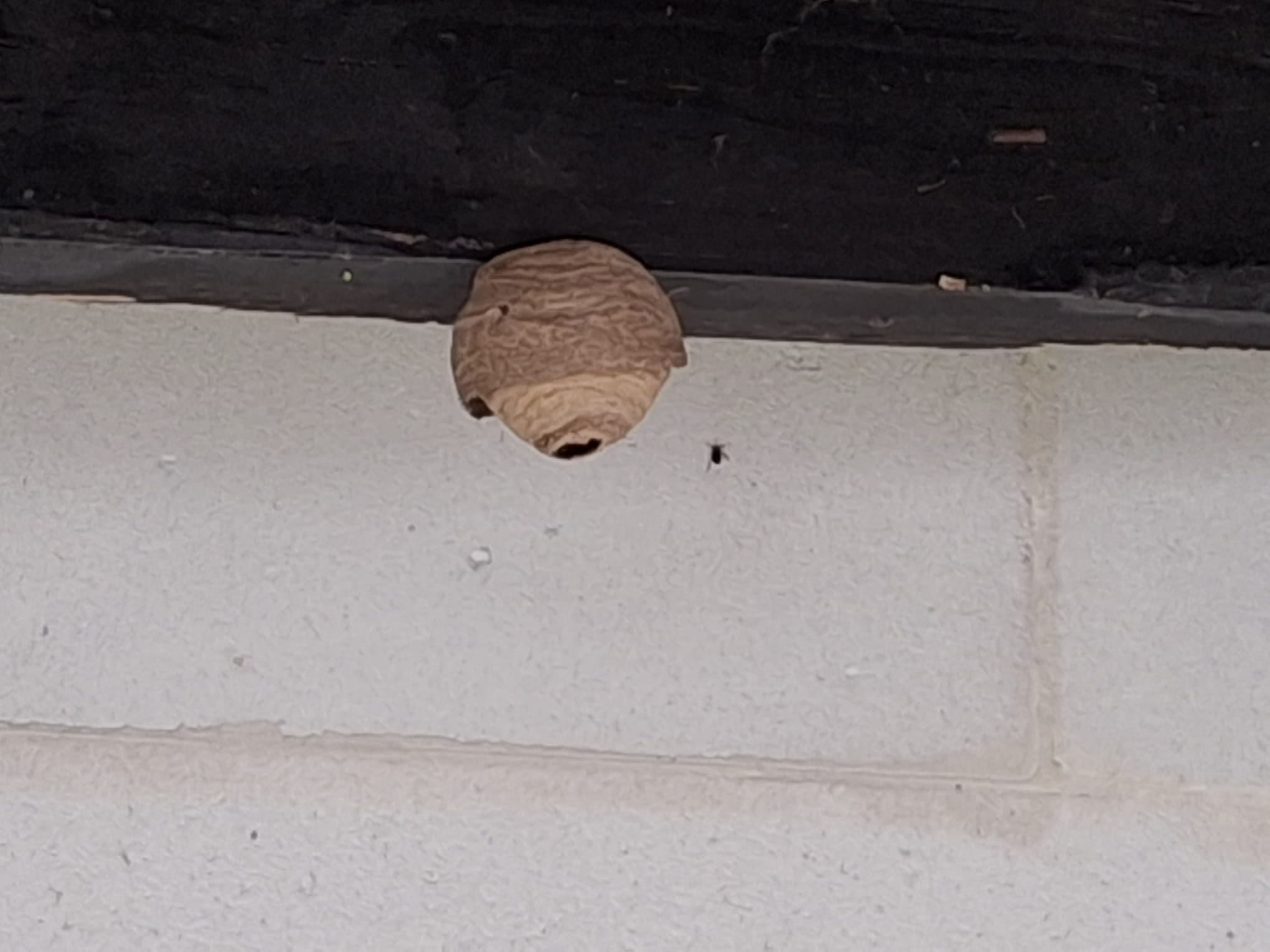 Nest van Aziatische hoornaar verwijderd in Tisselt