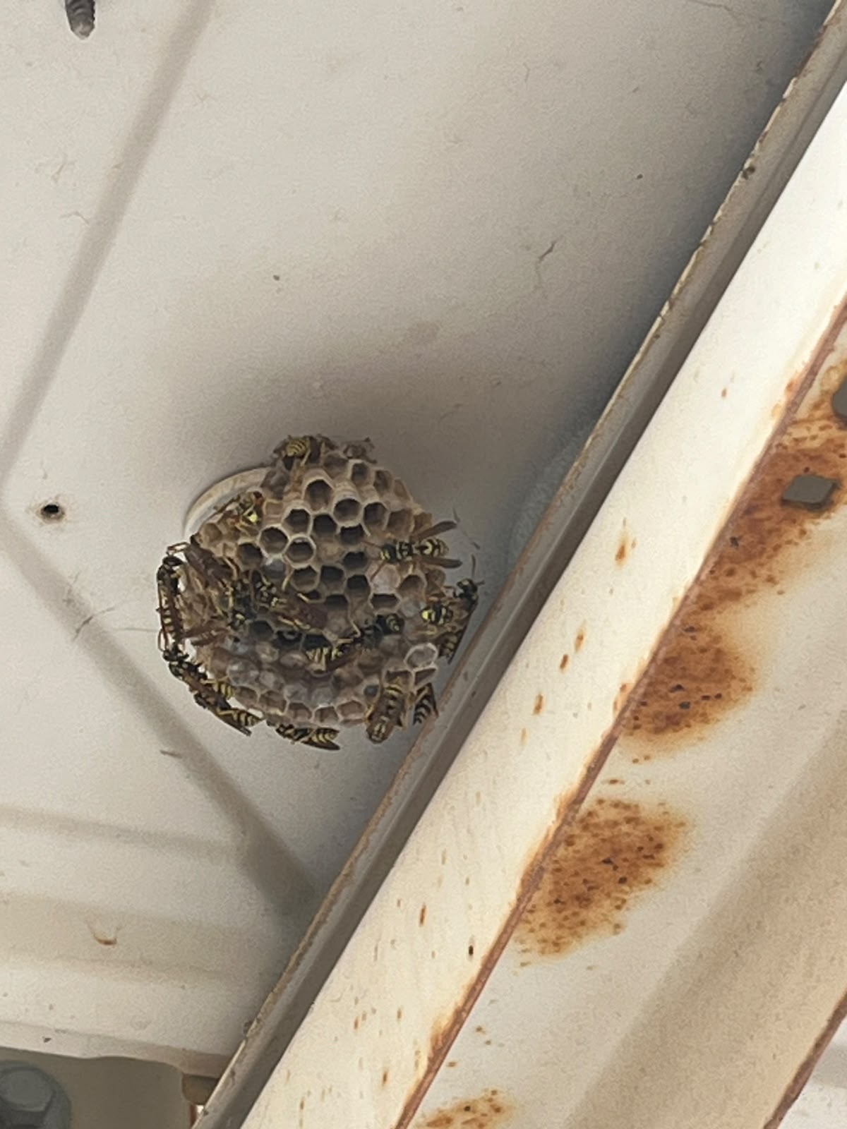 Nest veldwesp verwijderd in Willebroek